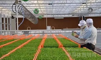 看日本的植物工厂是怎么通过生物技术赚钱的